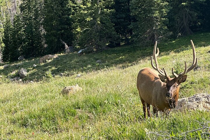 Retractable Glass Top Tour in Rocky Mountain National Park