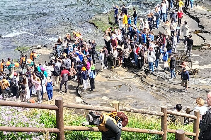 Half or Day Tour For Cruise customers arriving at Jeju City Port
