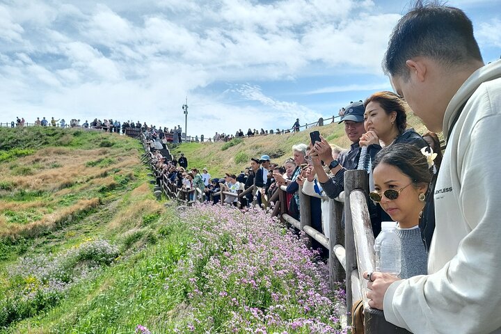 Half or Day Tour For Cruise customers arriving at Jeju City Port