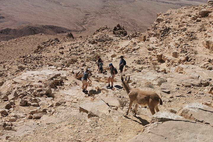 Explore Ramon Crater: 2-Hour Guided Jeep tour from Mitzpe Ramon