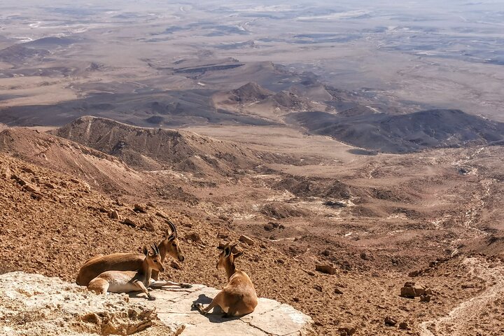 Explore Ramon Crater: 2-Hour Guided Jeep tour from Mitzpe Ramon