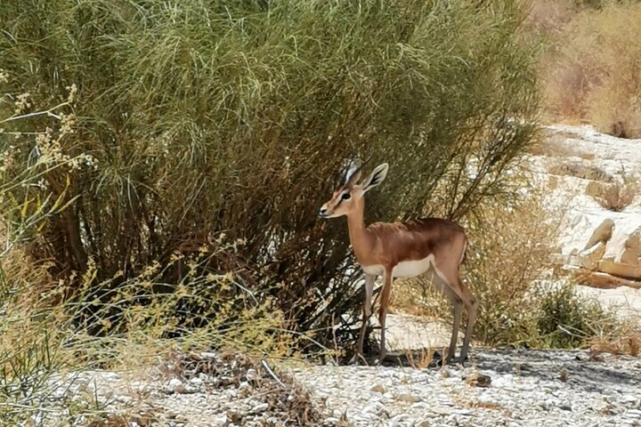 Explore Ramon Crater: 2-Hour Guided Jeep tour from Mitzpe Ramon