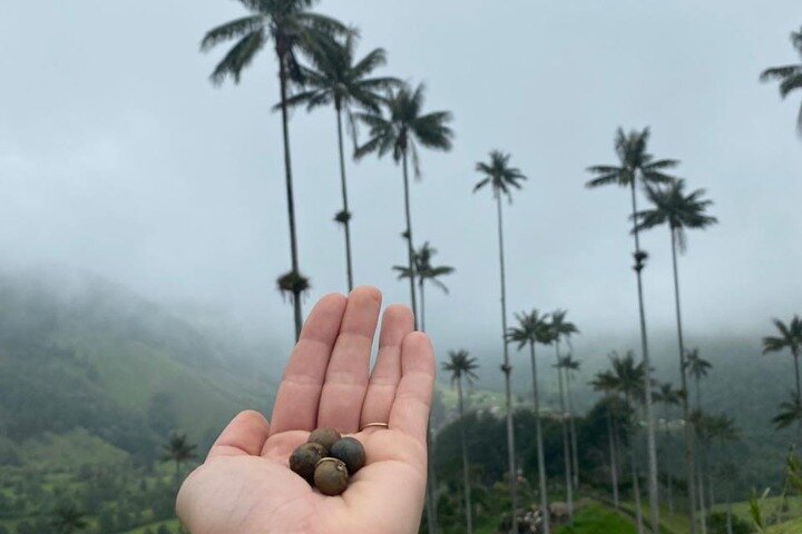 Salento, Cocora and Filandia Private Tour from Pereira or Armenia