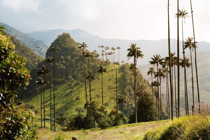 Salento, Cocora and Filandia Private Tour from Pereira or Armenia