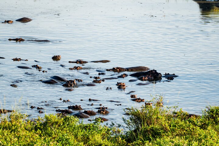 Serengeti Hot Air Balloon Flight with Champagne Breakfast