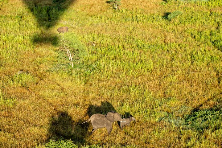 Serengeti Hot Air Balloon Flight with Champagne Breakfast