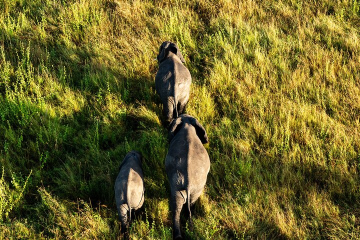 Serengeti Hot Air Balloon Flight with Champagne Breakfast