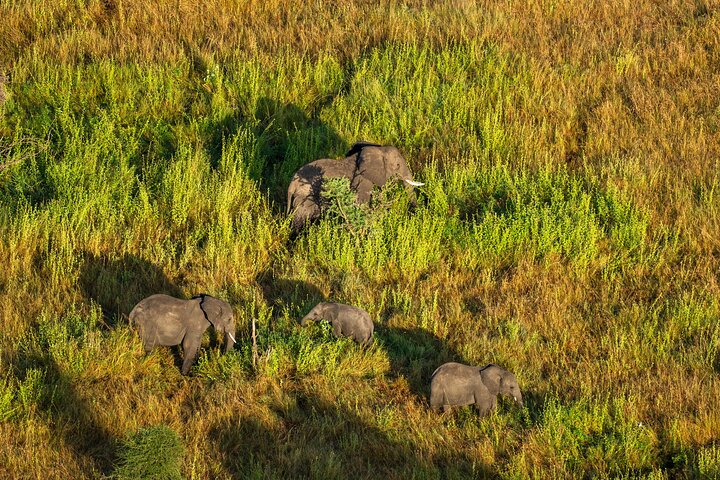 Serengeti Hot Air Balloon Flight with Champagne Breakfast