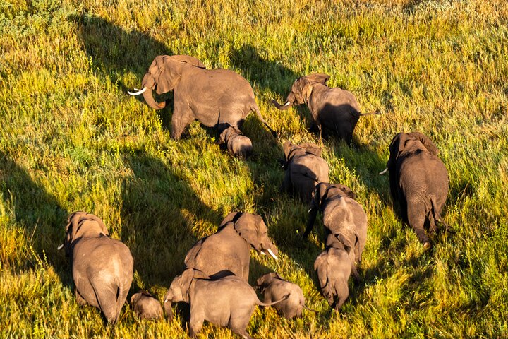 Serengeti Hot Air Balloon Flight with Champagne Breakfast