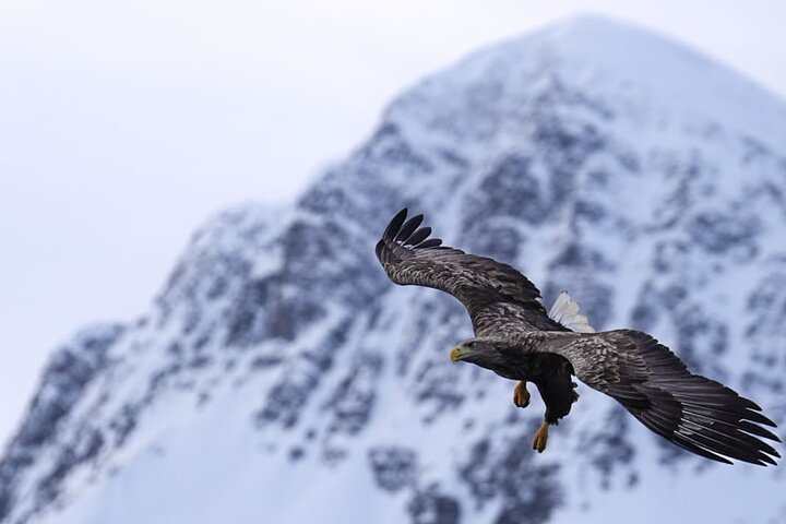Tromsø: Arctic Fjord Cruise & Fishing Experience