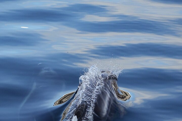 Tromsø: Arctic Fjord Cruise & Fishing Experience