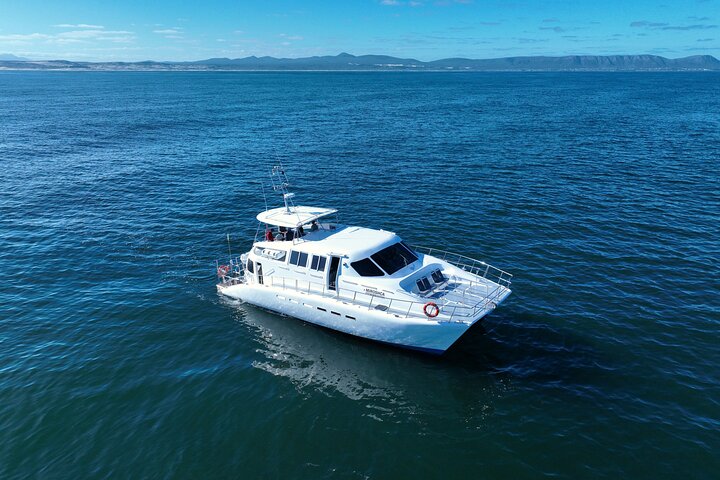 Private Hermanus Whale Watching Shoreline Day Tour from Cape Town