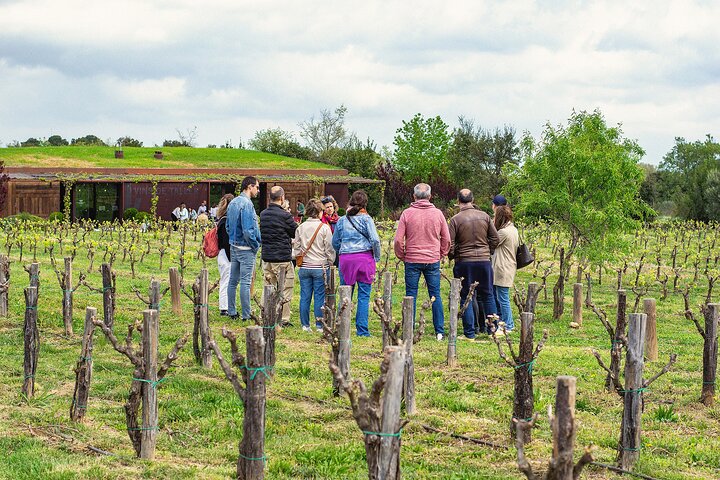 Vineyard walk and wine tasting in l’Empordà