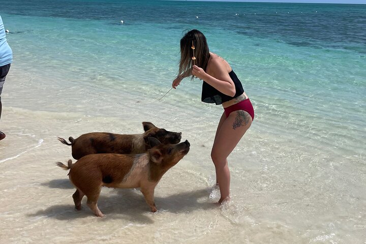 Swim with the Pigs Freeport @Creative Eco Adventures