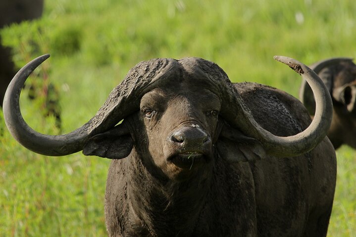 Hluhluwe-iMfolozi Park - Exclusive Full Day Safari