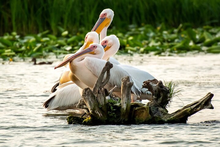 Danube Delta Tour from Tulcea to Mila 23, Letea Forest and Sulina