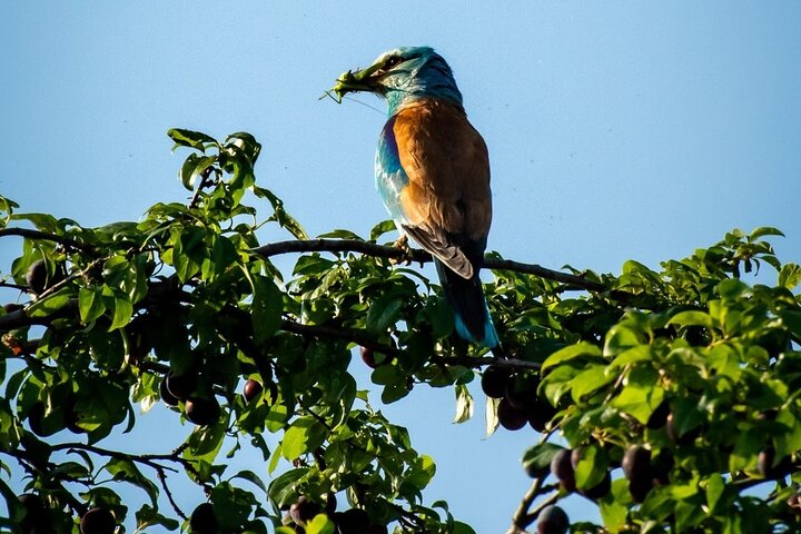Danube Delta Tour from Tulcea to Mila 23, Letea Forest and Sulina