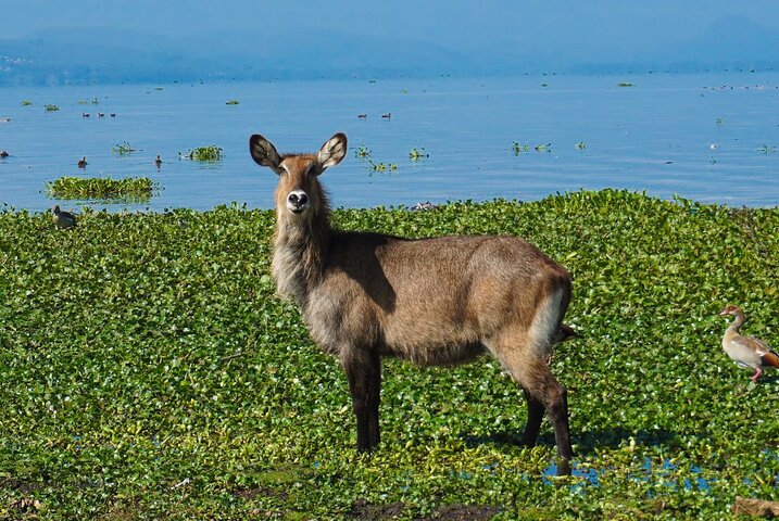 Explore Naivasha With Leshamara Safaris Transportation
