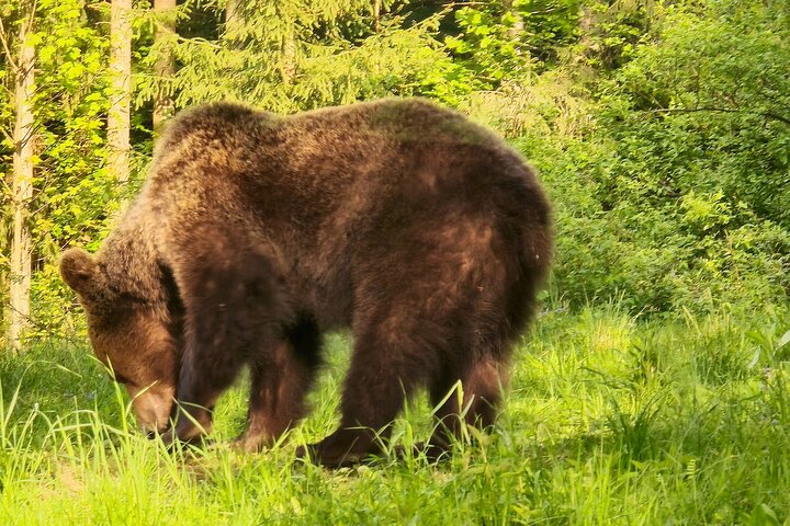 Watching Brown Bear from hideout/ Guarantee you'll see wild Bears