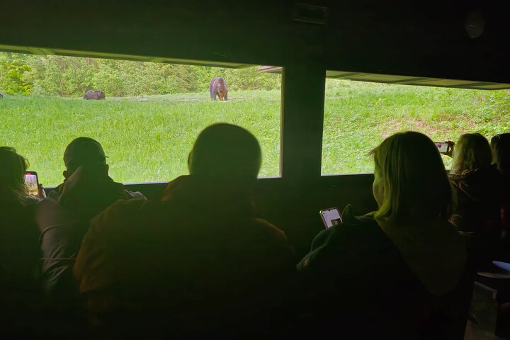 Watching Brown Bear from hideout/ Guarantee you'll see wild Bears