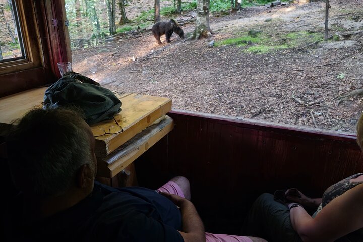 Watching Brown Bear from hideout/ Guarantee you'll see wild Bears