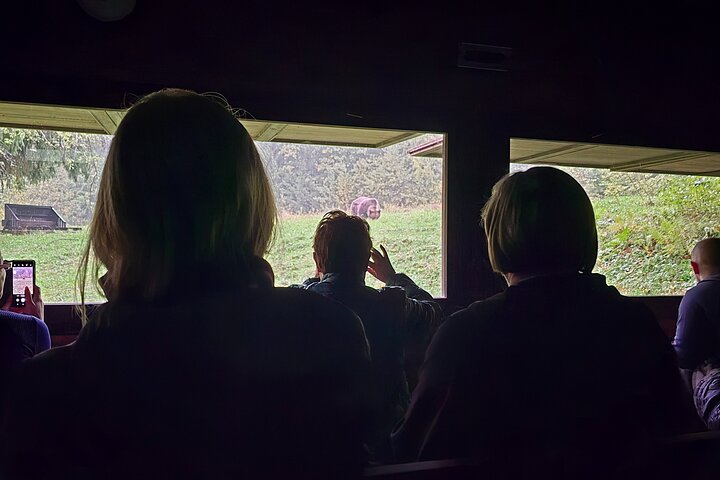 Watching Brown Bear from hideout/ Guarantee you'll see wild Bears