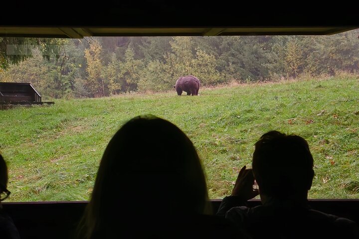 Watching Brown Bear from hideout/ Guarantee you'll see wild Bears
