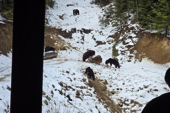 Watching Brown Bear from hideout/ Guarantee you'll see wild Bears