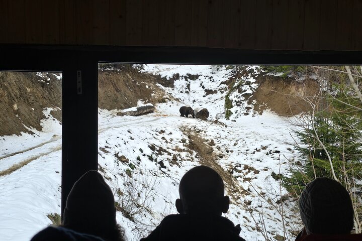 Watching Brown Bear from hideout/ Guarantee you'll see wild Bears