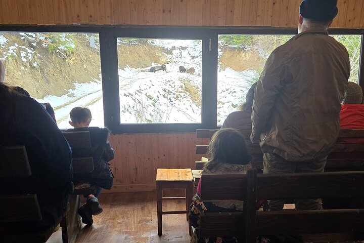 Watching Brown Bear from hideout/ Guarantee you'll see wild Bears
