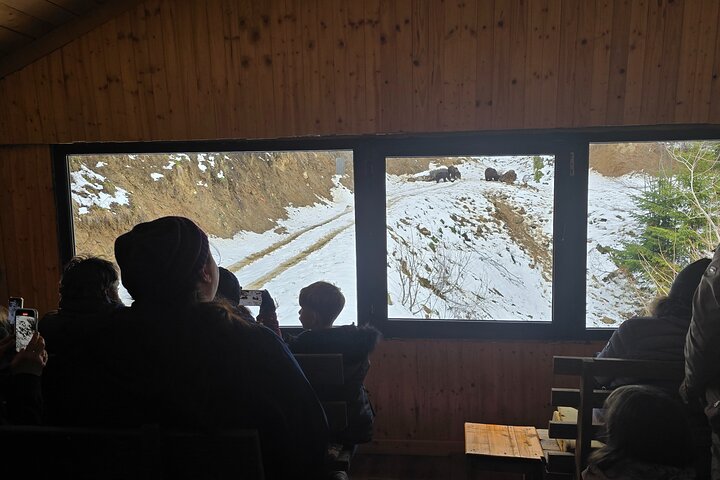 Watching Brown Bear from hideout/ Guarantee you'll see wild Bears