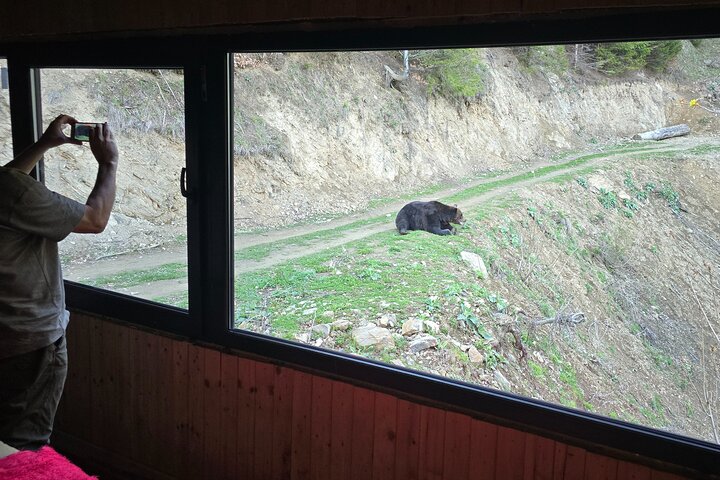 Watching Brown Bear from hideout/ Guarantee you'll see wild Bears