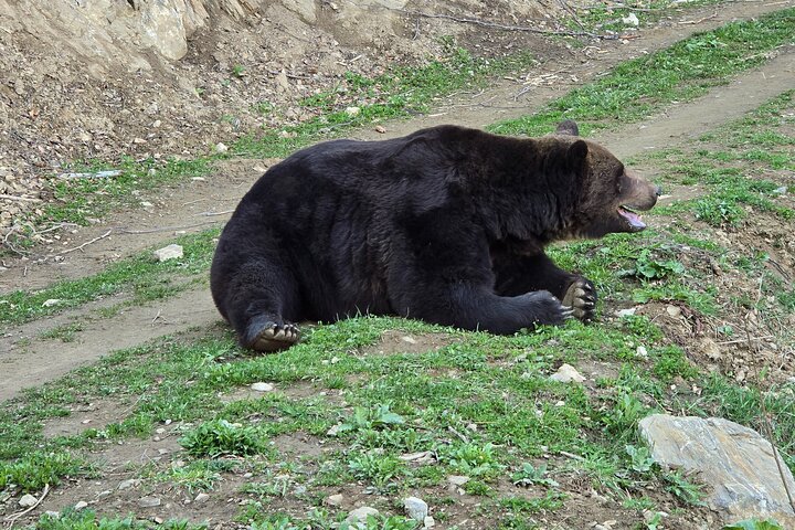 Watching Brown Bear from hideout/ Guarantee you'll see wild Bears