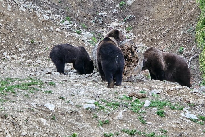 Watching Brown Bear from hideout/ Guarantee you'll see wild Bears