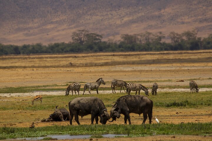3-Day Serengeti and Ngorongoro Safari with Guide