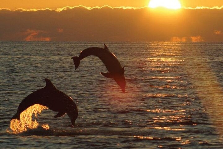 3Hour ALL-INCLUSIVE Sunset Dolphin Watching from Medulin onSandra