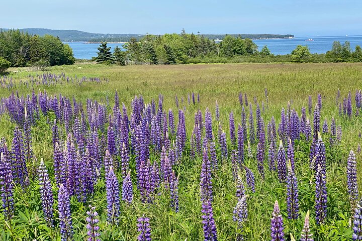 “Classic Acadia” Private Tour: Cadillac Mountain & Thunder Hole