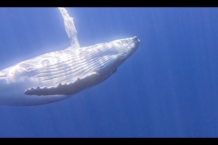 Private boat tour to swim with whales and sharks