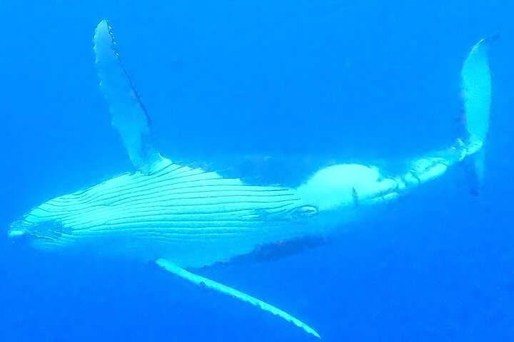 Private boat tour to swim with whales and sharks