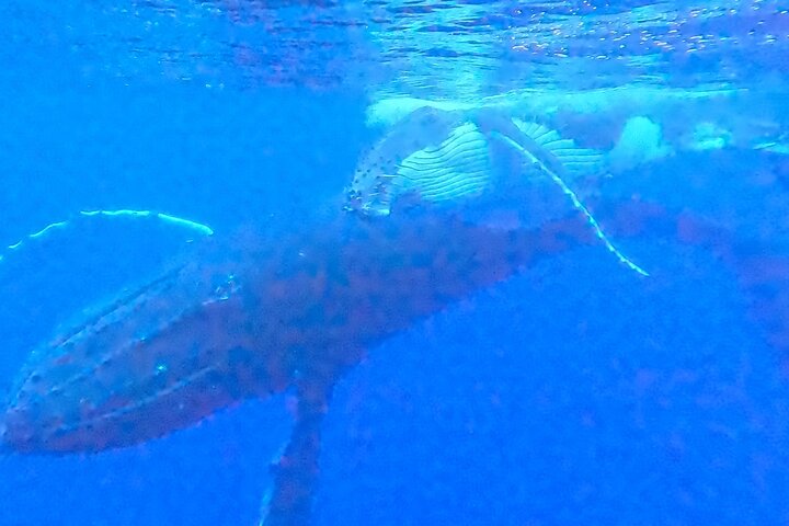 Private boat tour to swim with whales and sharks