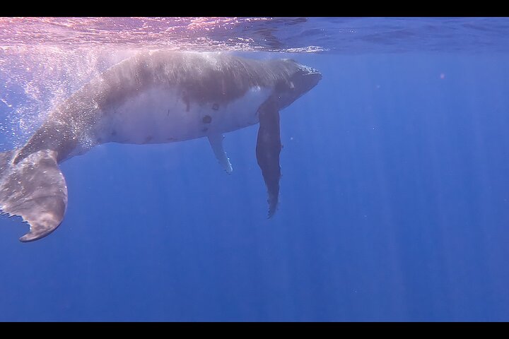 Private boat tour to swim with whales and sharks