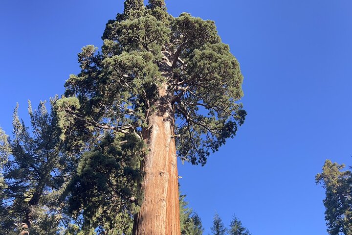 Transformative Sequoia Day Hike