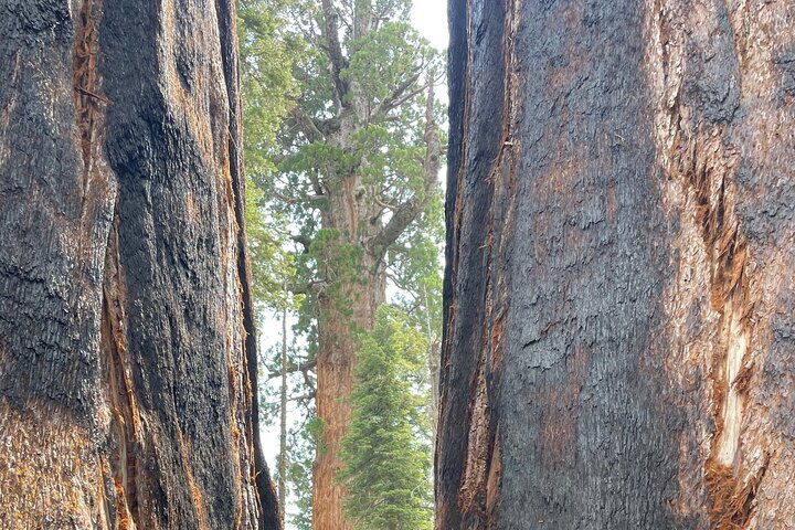 Transformative Sequoia Day Hike