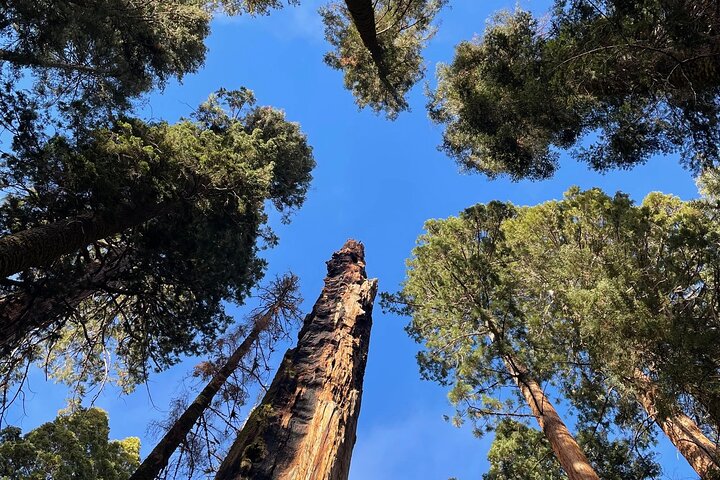 Transformative Sequoia Day Hike