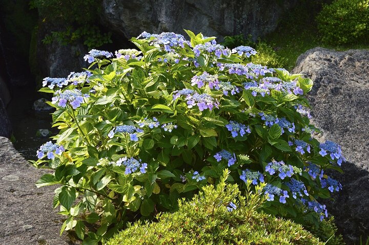 Hakone Private Car Sightseeing Tour