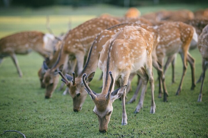 Discover the Timeless Charm and Natural Beauty of Nara
