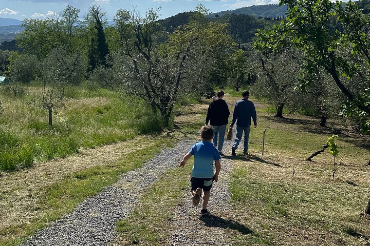 Picnic among the Olive Trees and Tasting of Oil and Local Flavors