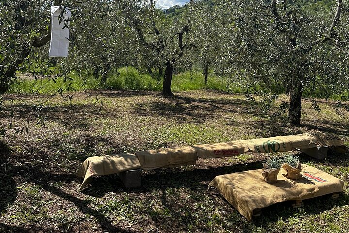 Picnic among the Olive Trees and Tasting of Oil and Local Flavors