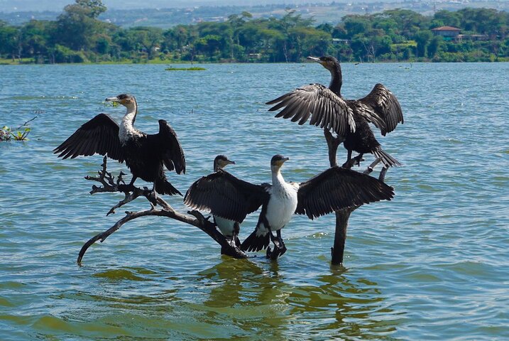 Explore Naivasha With Leshamara Safaris Transportation