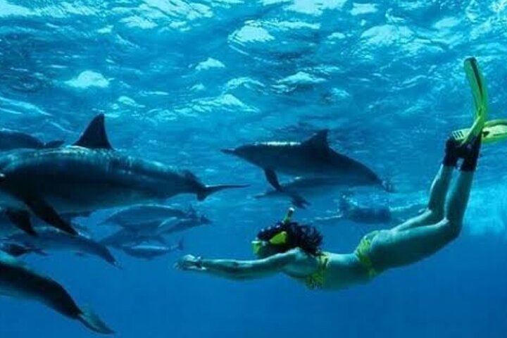 Mnemba Island Dolphins Watching and Snorkeling